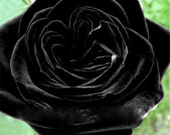 Graines de fleurs de rose noire exotique