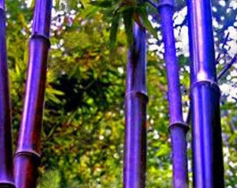 Exotic Timor Bamboo Bambusa Black Seeds