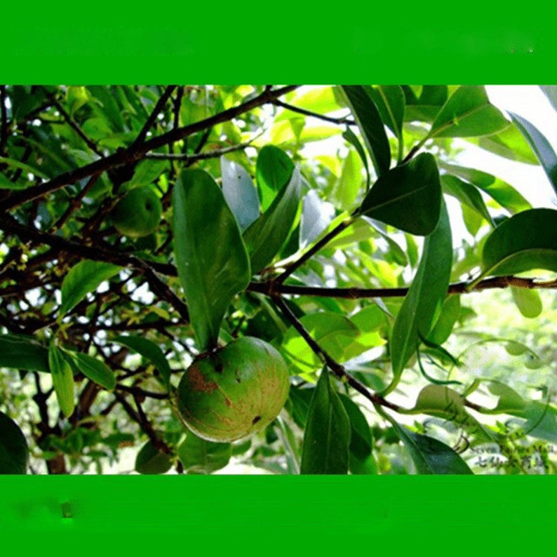 thumbnail image 2 of Yellow Mangosteen - Garcinia Zanthochymus 2 of 12