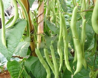 5pcs Organic Kidney Bean Seeds For Planting