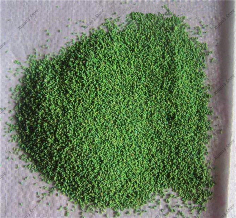 500pcs Quality Zoysia Grass Seeds zdjęcie 2