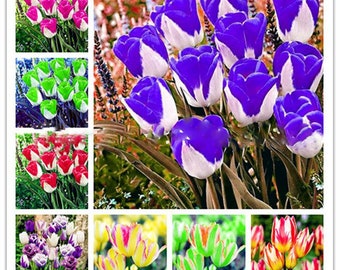 Ice Cream Tulip Seeds 200 Pieces