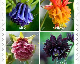 200pcs Vibrant Columbine Flower Seeds Pack