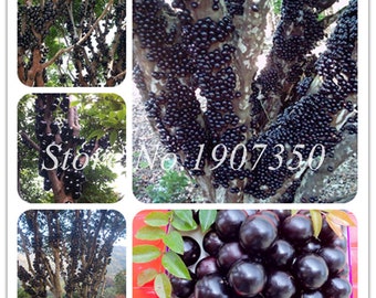 Exotic Jabuticaba Fruit Seeds 100pcs Pack