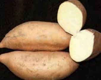 Des graines de patate douce biologiques pour des cultures saines