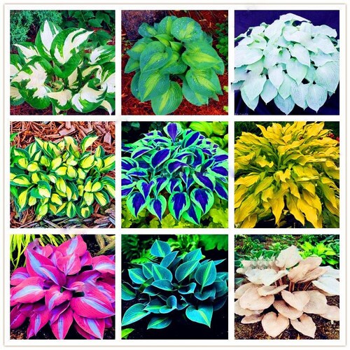 200pcs Rare White Lace Ground Cover Perennial Lily Hosta Seeds Mixed