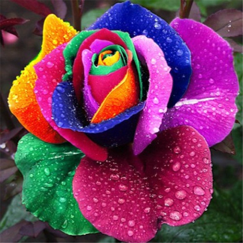 100pcs Rare Holland Rainbow Rose Seeds Multicolor - Etsy