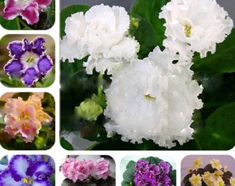 Exotic African Violet Mixed Colors Seeds 120PCS