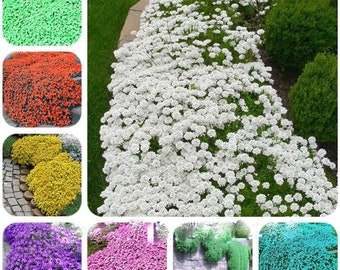 100pcs Vibrant Creeping Thyme Seeds Multipack