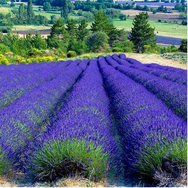 Lavish French Lavender Seeds 100pcs Pack