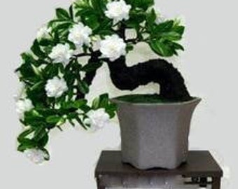 Cape Jasmine Gardenia Seeds Pack Of 100