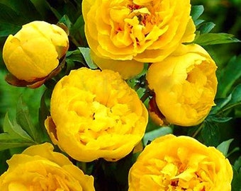 Paeonia Lactiflora Heirloom Tree Peony Perennial Seeds