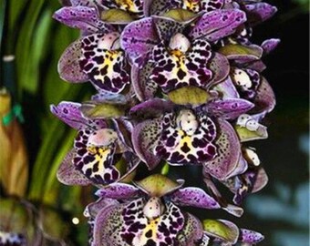 Cymbidium Orchid Flower Seeds 100pcs 18 Colors