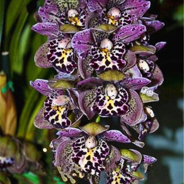 Cymbidium Orchid Flower Seeds 100pcs 18 Colors