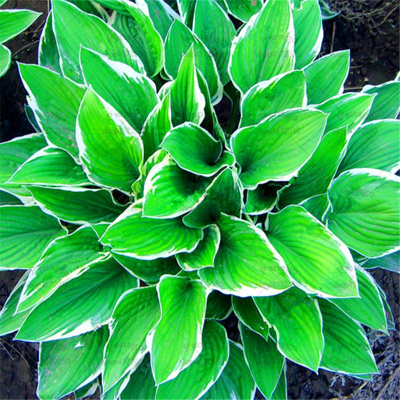 Colorful Hosta Plant Seeds - 200 Count Tricolor Perennial Shade Garden Flowers