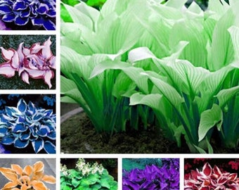 Vibrant Hosta Perennials Ground Cover Seeds