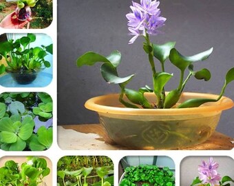 100 Pcs Water Hyacinth Lotus Seeds