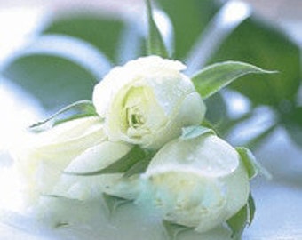 100pcs White Rose Flower Seeds