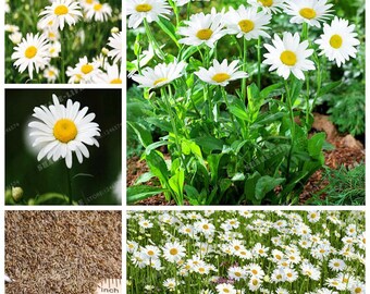 100 graines de fleurs de marguerite shasta pour aménagement paysager