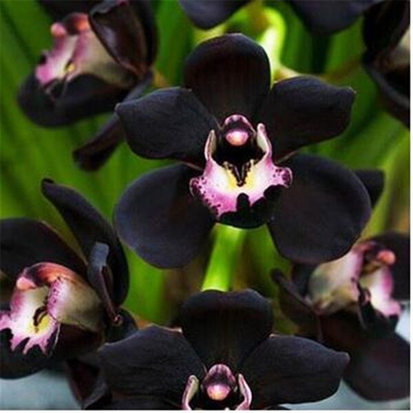 Exotic Black Cymbidium Faberi Orchid Seeds 20 Pack