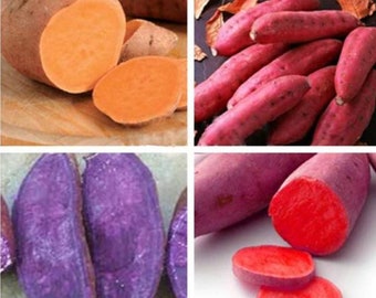 Organic Nongmo Purple Sweet Potato Seeds