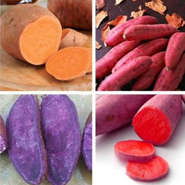 200pcs Organic Nongmo Purple Sweet Potato Seeds