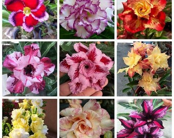 Rose du désert exotique Graines d'Adenium Obesum, 100 pcs