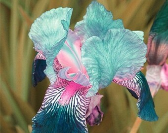 Pink Iris Flower Seeds Pack