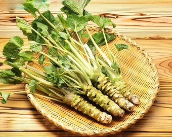 50pcs Quality Wasabi Horseradish Seeds