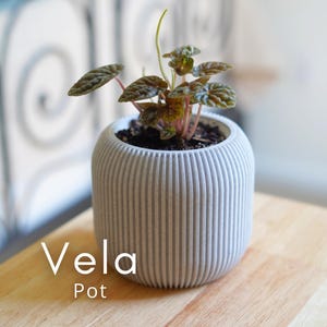 Op de afbeelding: Een kleine kamerplant in een grijze, verticaal gestreepte pot. De plant heeft kleine, getextureerde, donkergroene en roodbruine bladeren. De pot staat op een houten oppervlak. De tekst "Vela Pot" staat op de pot.