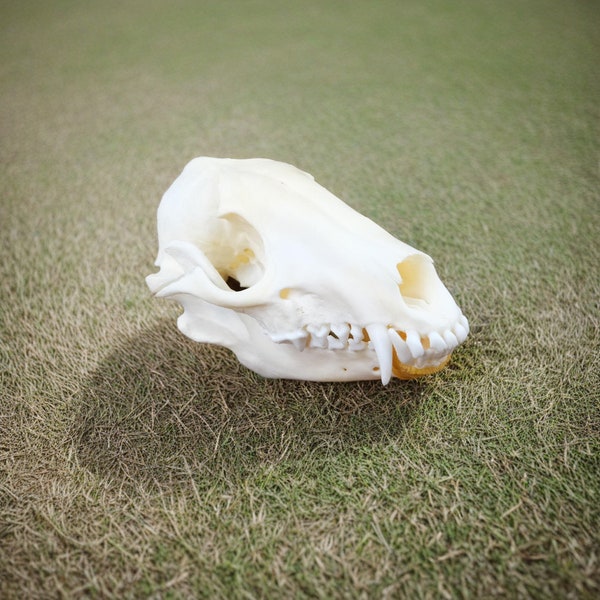 13cm Exquisite Real Raccoon Skull Bone Specimen After Cleaned and Bleached,