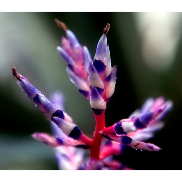 Flower 35 Aechmea fendleri IMG_9220a