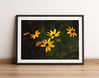 Fotografía de Susan de ojos negros / Arte de flores silvestres