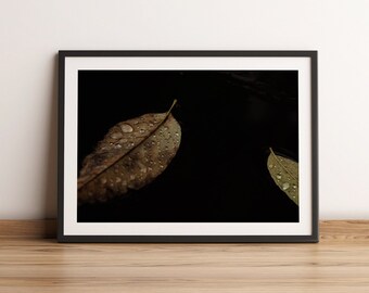 Autumn Rain Leaf Photography Print | Moody Nature Wall Art