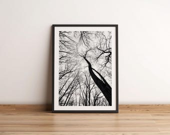 Monochrome Tree Photography Print | Bare Branches Fine Art