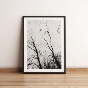 Black and White Fine Art Photography Print | Moody Bare Branch Trees | Black & White Photography | Monochrome Photos | Moody Photography