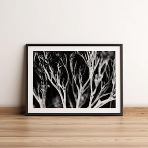 Black and White Fine Art Photography Print | Macro Bare Branches | Black & White Photography | Monochrome Photos | Moody Photography