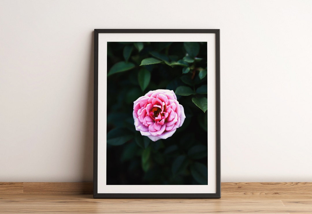 Pink Rose Fine Art Photography Print | Flower Wall Art - Etsy