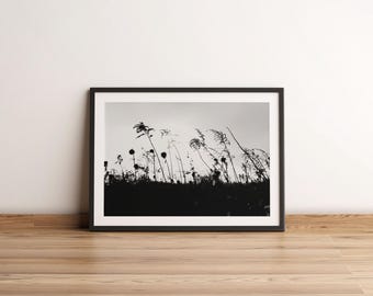 May include: Black and white photograph of tall grass silhouetted against a cloudy sky.