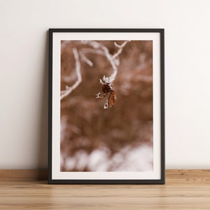 Fine Art Photography Print | Frosty Winter Leaf | Winter Trees | Tree Photos | Nature Photography Prints | Wall Art