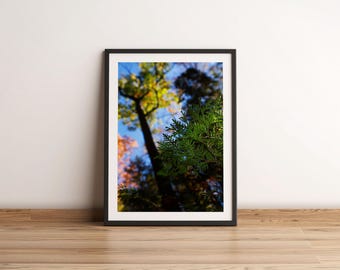 Autumn Forest Photography Print | Colorful Tree Canopy Wall Art
