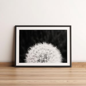 Puede incluir: Fotografía en blanco y negro de una cabeza de semillas de diente de león sobre un fondo oscuro.