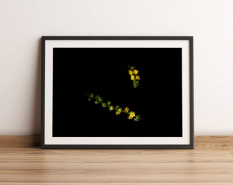 Fotografía de flores silvestres amarillas / Arte floral minimalista para pared