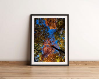 Colorful Autumn Leaves Photography Print | Forest Wall Art