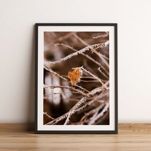 Fine Art Photography Print | Frosty Winter Leaf | Winter Trees | Tree Photos | Nature Photography Prints | Wall Art