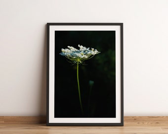 Queen Anne's Lace Fine Art Print | Minimalist Wildflower Photography