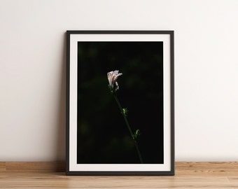 Stampa fotografica di fiori selvatici viola / Arte murale minimalista della natura