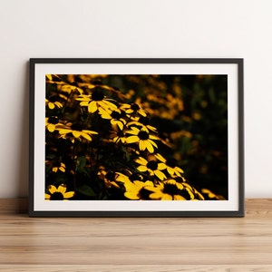 Fine Art Flower Photography Print | Wild Sunflowers | Wildflower Photography | Yellow Flower Photo Prints | Sunflower Wall Art