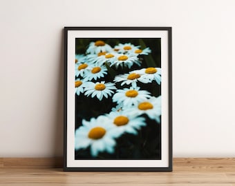 Verträumte Gänseblümchen Fotografie | Florale Wandkunst