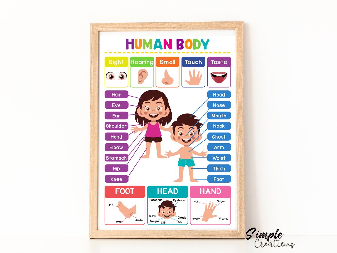 Human Body Parts Poster: Montessori Homeschool Decor (digital Download ...